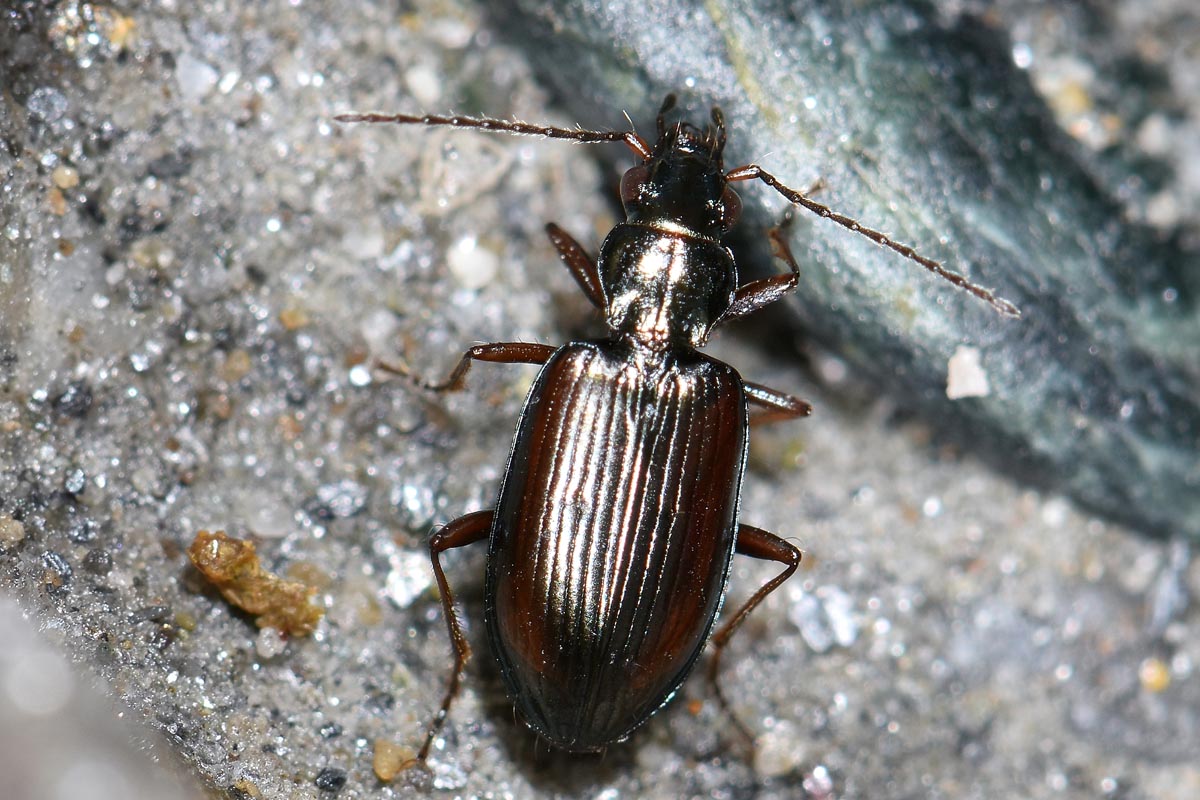 Carabidae: Bembidion fasciolatum?